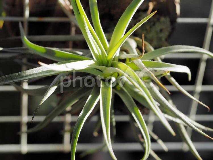 airplants