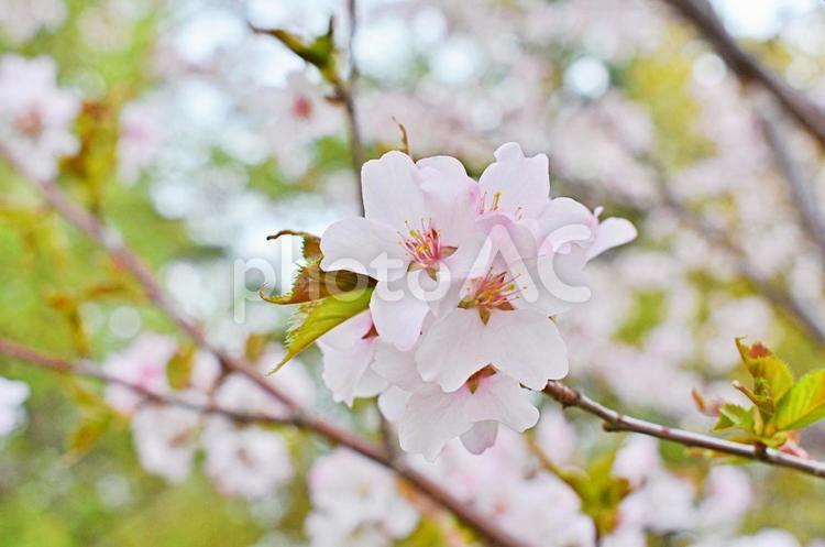 cherry blossoms pale pink