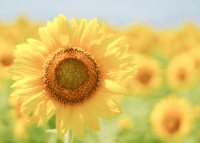 Flowers/Plants