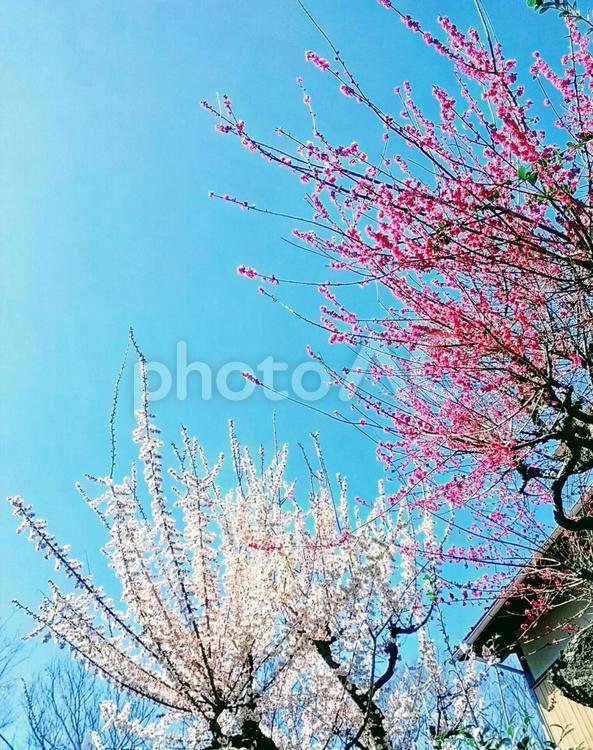 Plum blossoms red and white 894052 Free Download photoAC